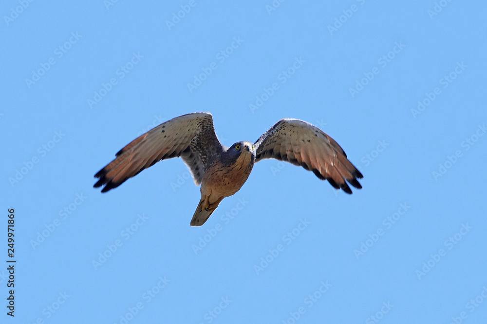 Grasshopper buzzard (Butastur rufipennis)