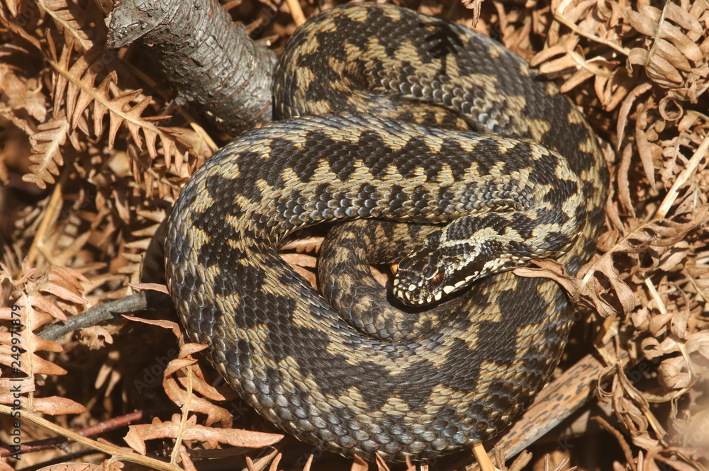 A beautiful Adder (Vipera berus) snake just out of Hibernation basking in the morning sunshine. A beautiful Adder (Vipera berus) snake just out of Hibernation basking in the morning sunshine.