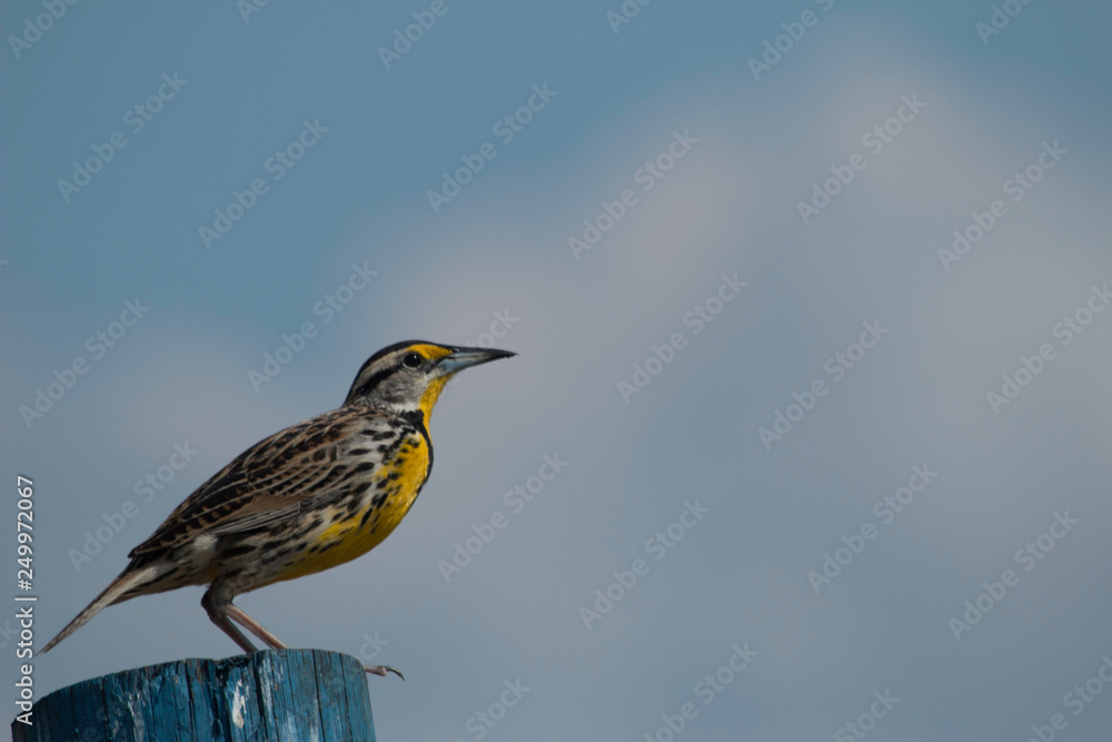 Fototapeta premium Eastern meadowlark perched on barbed wire fence - Sturnella magna