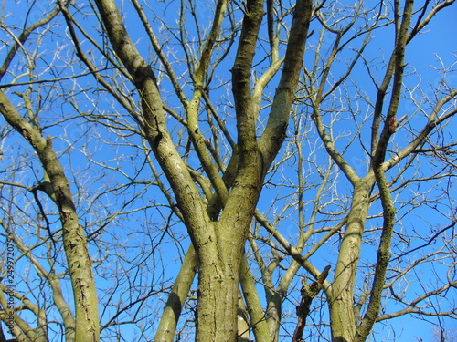 Vue abstraite arbres en Automne