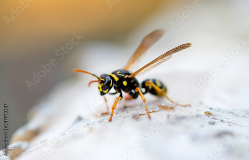 wasp or yellow jacket