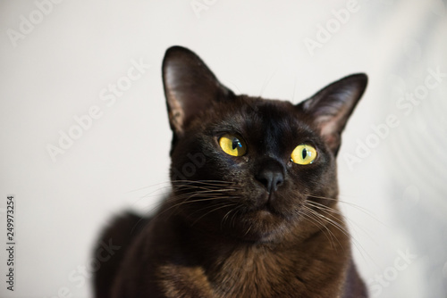 Close-up portrait of Brown Burmese Cat with Chocolate fur color and yellow eyes, Curious Looking, European Burmese Personality