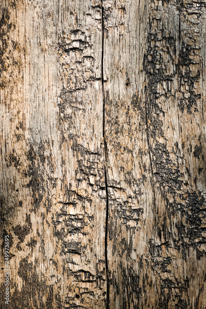 Obraz premium Surface and pattern of wood