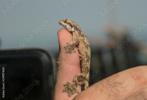 Ptychozoon Flying Gecko sitting on the finger. photo