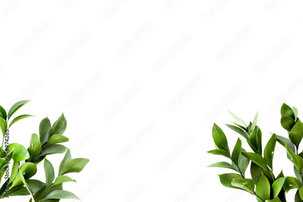 Spring green plants, sprigs, leaves border on white background top view space for text border