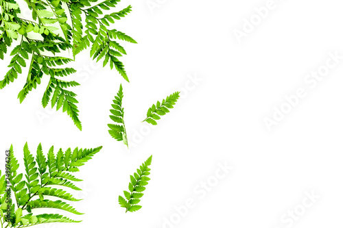 Fern leaves on white background top view border space for text. Spring background
