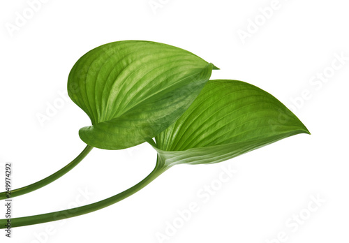 Cardwell lily leaf, Green circular leaves isolated on white background, with clipping path    