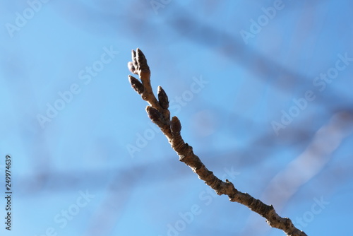 Tokyo,Japan-February 18, 2019: The buds of the cherry blossoms, one month before blooming