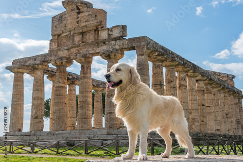 Golden Retriever at an Ancient Greek Temple in the Ruins of a Village in Southern Italy