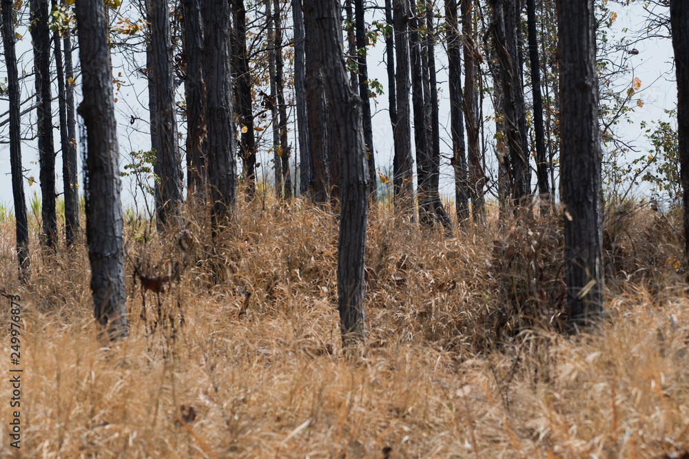 Forest in the dry season. Blurred and soft focus. Forest in the dry season. Blurred and soft focus.