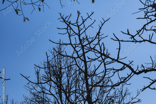 Forest in the dry season. Blurred and soft focus.