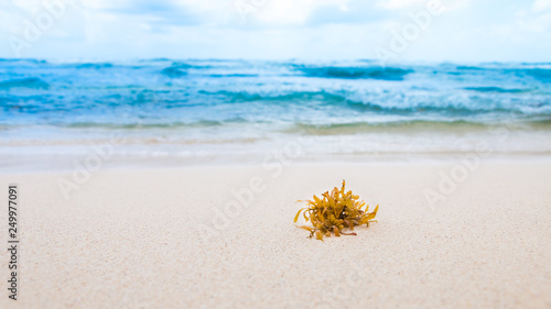 Clean sand caribbean beach 