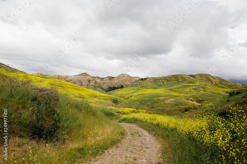 Fototapeta Naklejka Na Ścianę i Meble -  road in the mountains covered with yellow wildflowers called black mustard, Brassica nigra