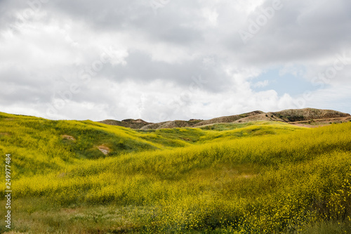 Yellow field of wildflowers called black mustard  Brassica nigra