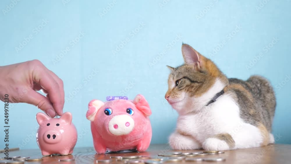 piggy bank and cat teamwork funny video money concept finance business accounting. Money cat pet pile growing money and two piggy banks. hand puts coins in a piggy bank. saving money is an investment piggy bank and cat teamwork funny video money concept finance business accounting. Money cat pet pile growing money and two piggy banks. hand puts coins in a piggy bank. saving money is an investment