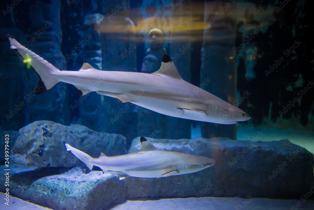 Small Shark Aquarium