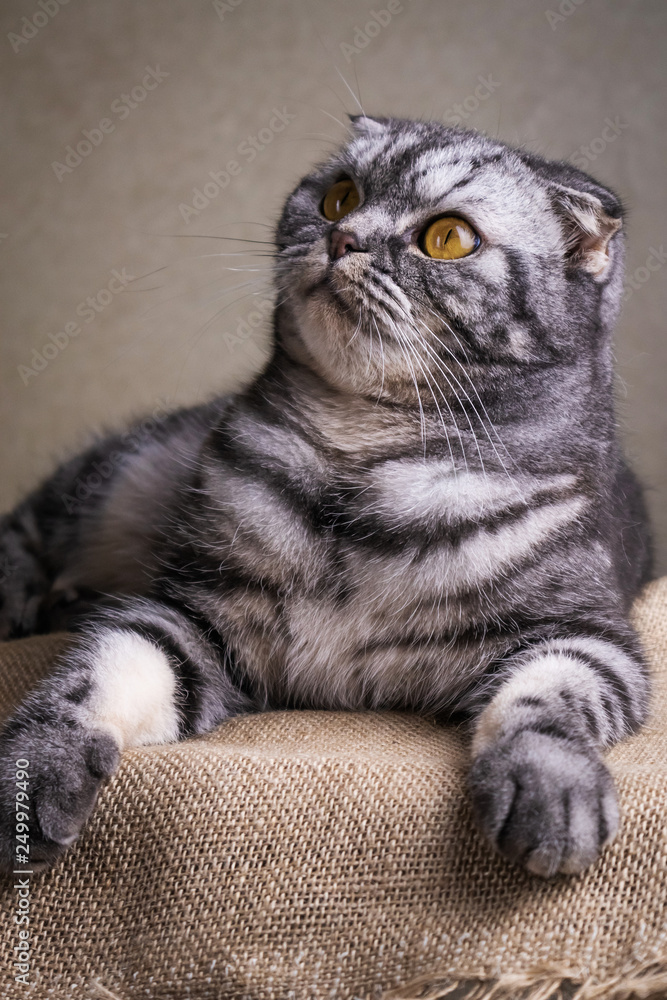 Portrait of a gray scottish fold cat with yellow eyes