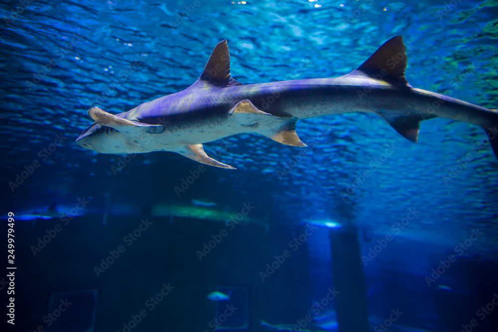Obraz premium sea fish in the aquarium