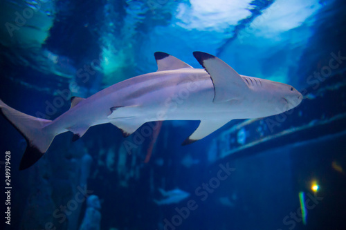 Sharks and small fish swimming in aquarium © Семен Саливанчук