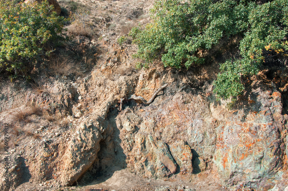 Wild plants grow on the rocks. Background texture of green space Wild plants grow on the rocks. Background texture of green space