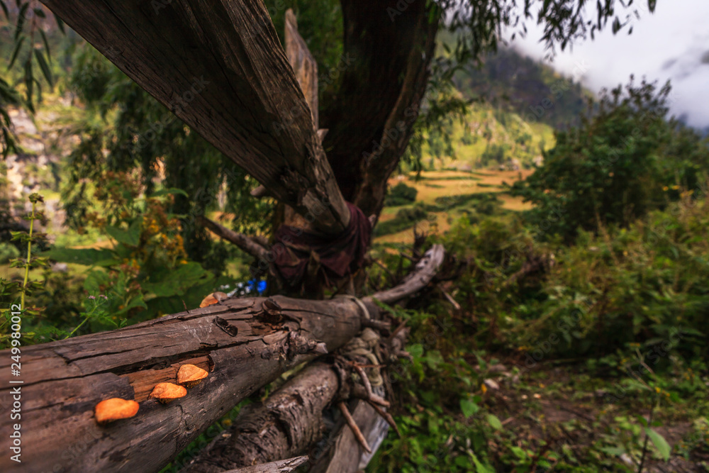logs in road, the annapurna around, Napal logs in road, the annapurna around, Napal