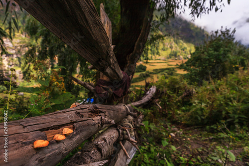logs in road, the annapurna around, Napal
