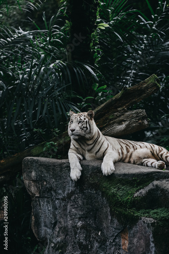 Fototapeta Naklejka Na Ścianę i Meble -  White Bengal Tiger