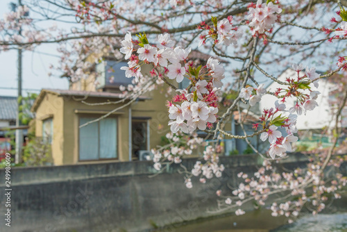sakura flower blossom in Japan