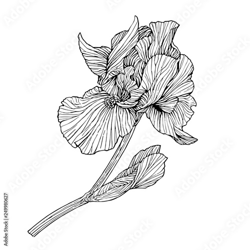 Vector illustration of iris flower isolated on white background - vector graphic