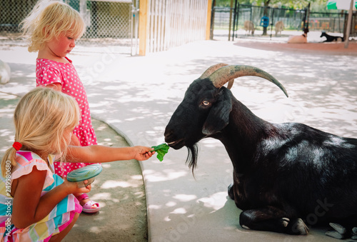 little girls feeding sheeps at farm, kids learn animals