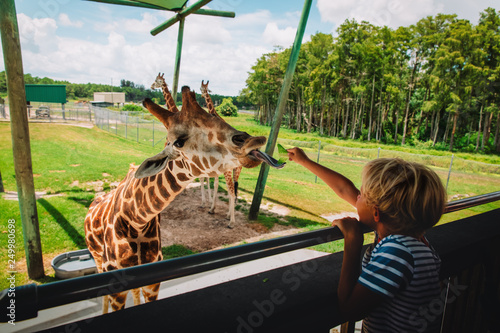 Canvas Print boy feeding giraffes in zoo or on safari trip
