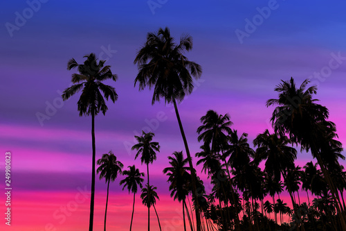 Coconut palm trees silhouette © fotokitas