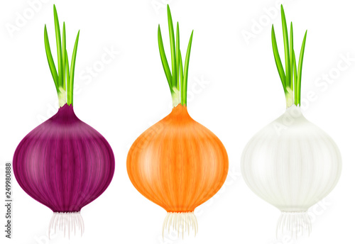 Set of onions with fresh green sprouts. Vector illustration.
