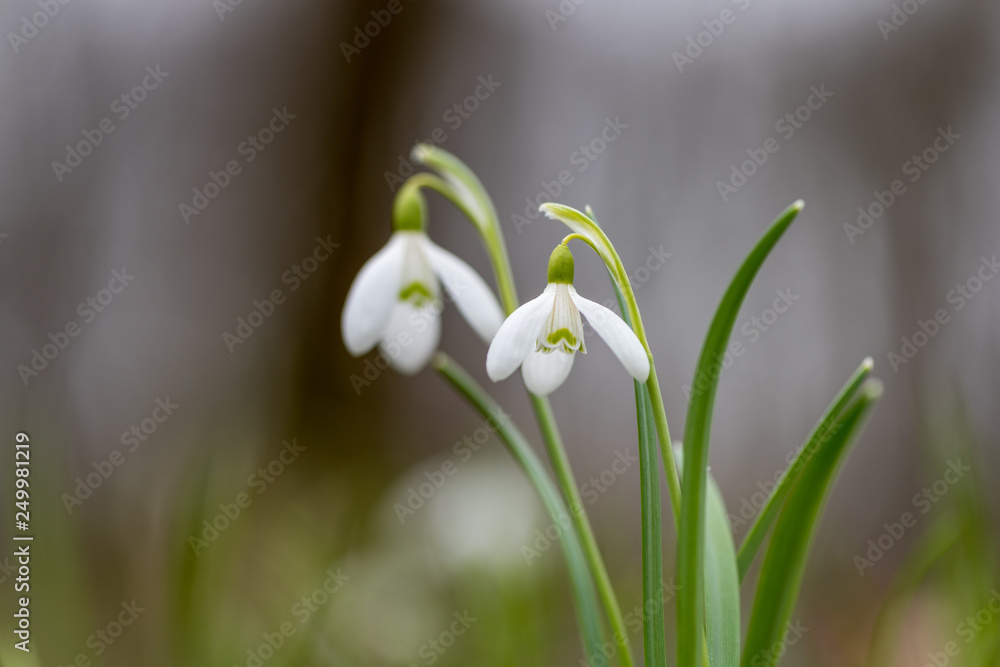 Snowdrop or common snowdrop (Galanthus nivalis) flowers Snowdrop or common snowdrop (Galanthus nivalis) flowers