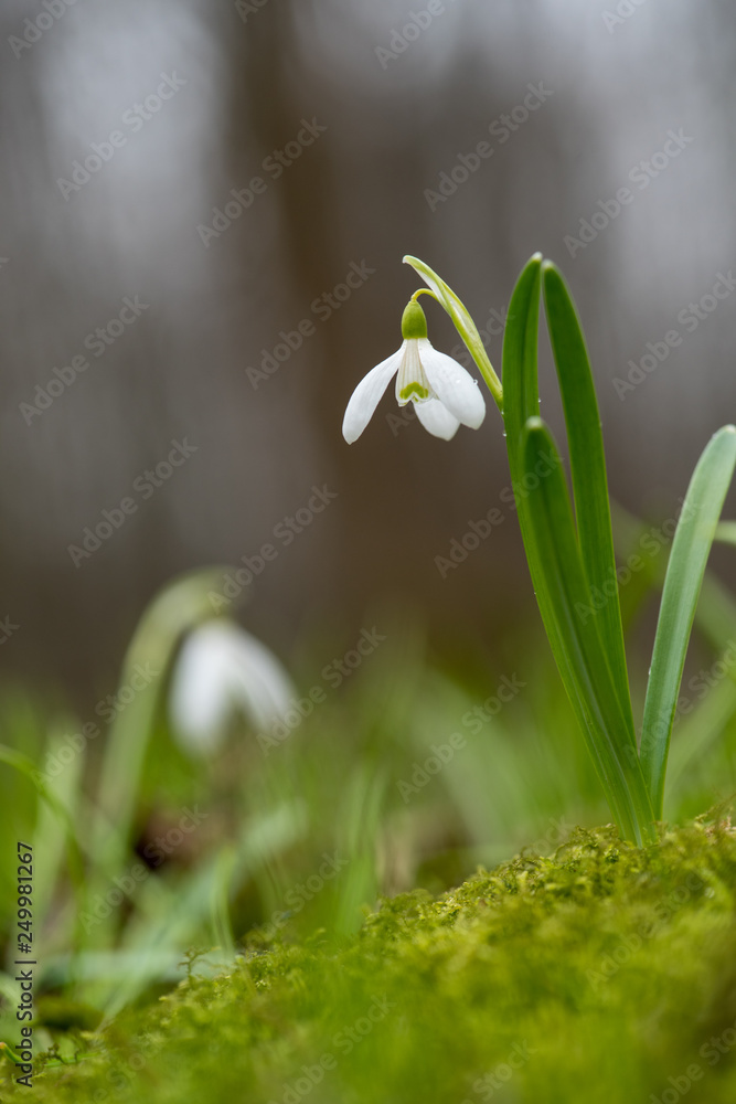 Snowdrop or common snowdrop (Galanthus nivalis) flowers Snowdrop or common snowdrop (Galanthus nivalis) flowers