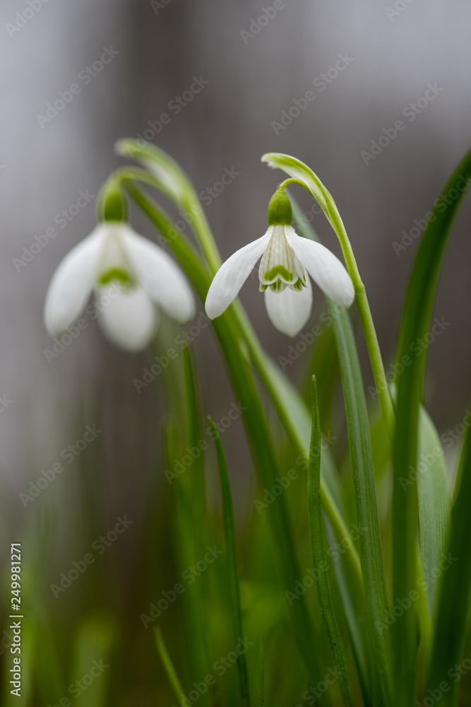 Snowdrop or common snowdrop (Galanthus nivalis) flowers Snowdrop or common snowdrop (Galanthus nivalis) flowers