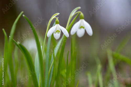 Photos Snowdrop or common snowdrop (Galanthus nivalis) flowers
