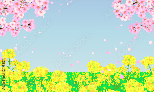 春の背景イラスト　菜の花畑と桜の木