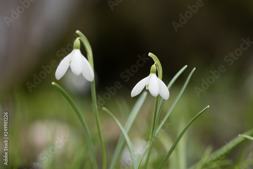 Fototapeta Naklejka Na Ścianę i Meble -  Snowdrop or common snowdrop (Galanthus nivalis) flowers