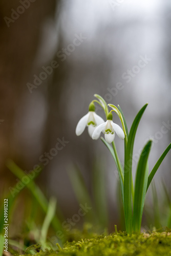 Snowdrop or common snowdrop (Galanthus nivalis) flowers © byrdyak
