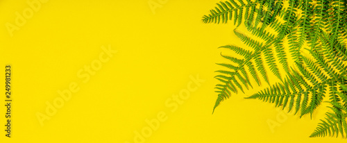 Fern leaves on yelow background, flat lay, top view