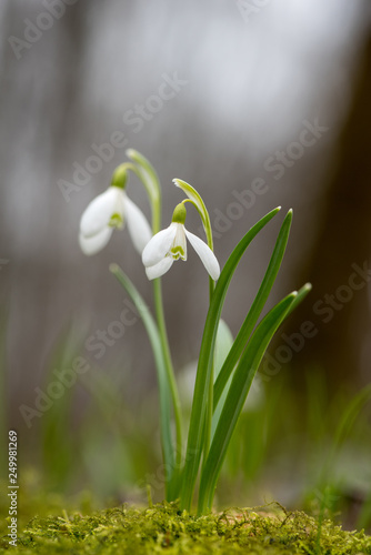 Snowdrop or common snowdrop (Galanthus nivalis) flowers