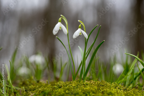 Snowdrop or common snowdrop (Galanthus nivalis) flowers