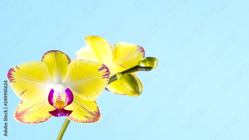 Beautiful twig of yellow orchids with burgundy specks on a blue background. Exotic flower. Place for text.