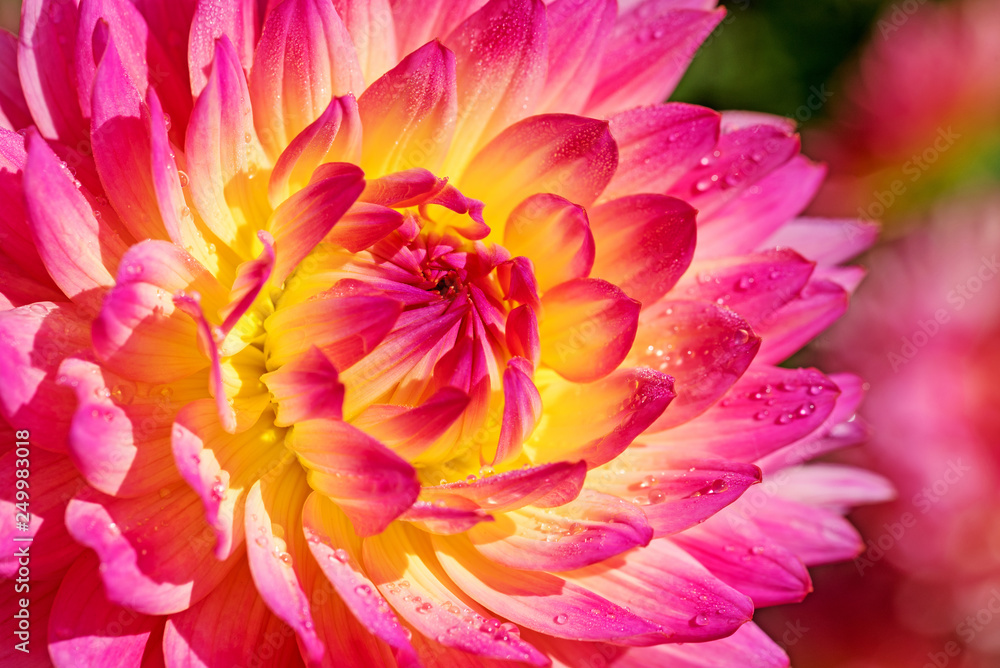 Fototapeta premium Dahlienblüte in einer Nahaufnahme