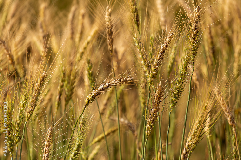 Obraz premium Barley Field in Sunset