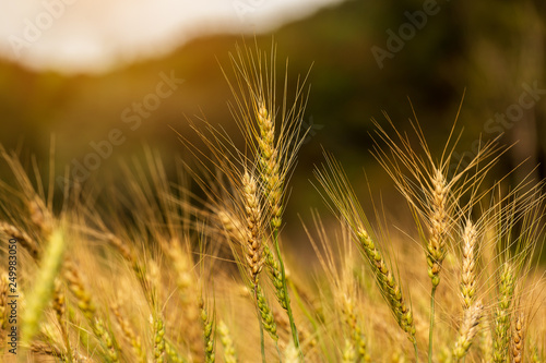 Barley Field in Sunset