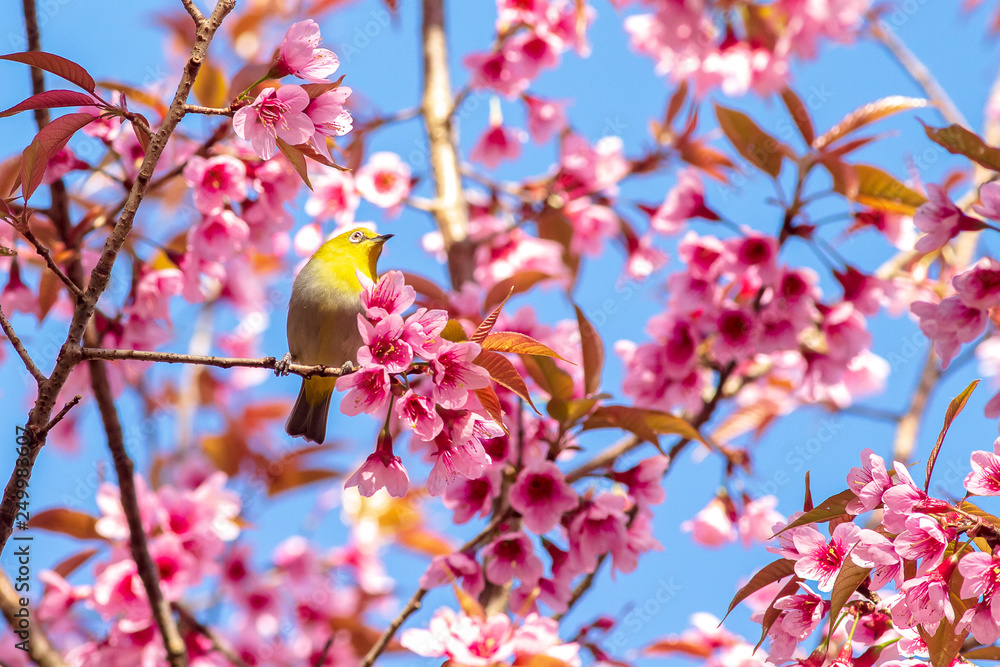 White-Eye Bird on Cherry Blossom and Sakura White-Eye Bird on Cherry Blossom and Sakura