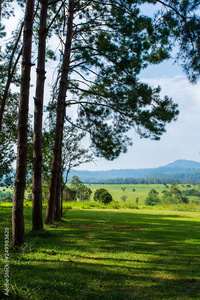 Pinus mugo - It is also known as creeping pine, dwarf mountain pine, mugo pine