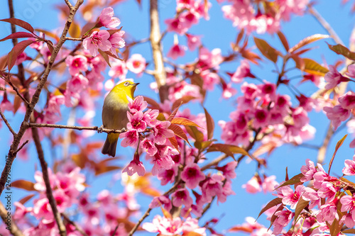 White-Eye Bird on Cherry Blossom and Sakura